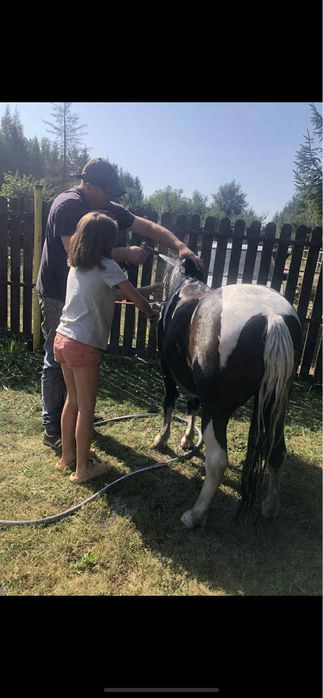 Kucyk Wiking Wałach