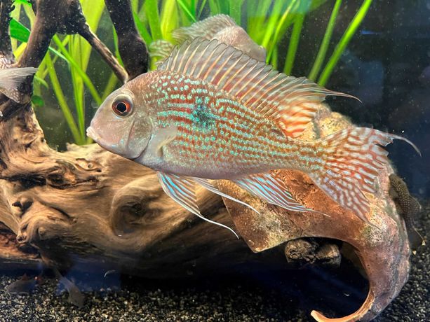 Geophagus Sp. Pindare Ziemiojady młode