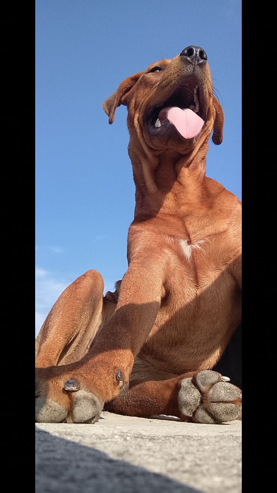 Cão para adopção