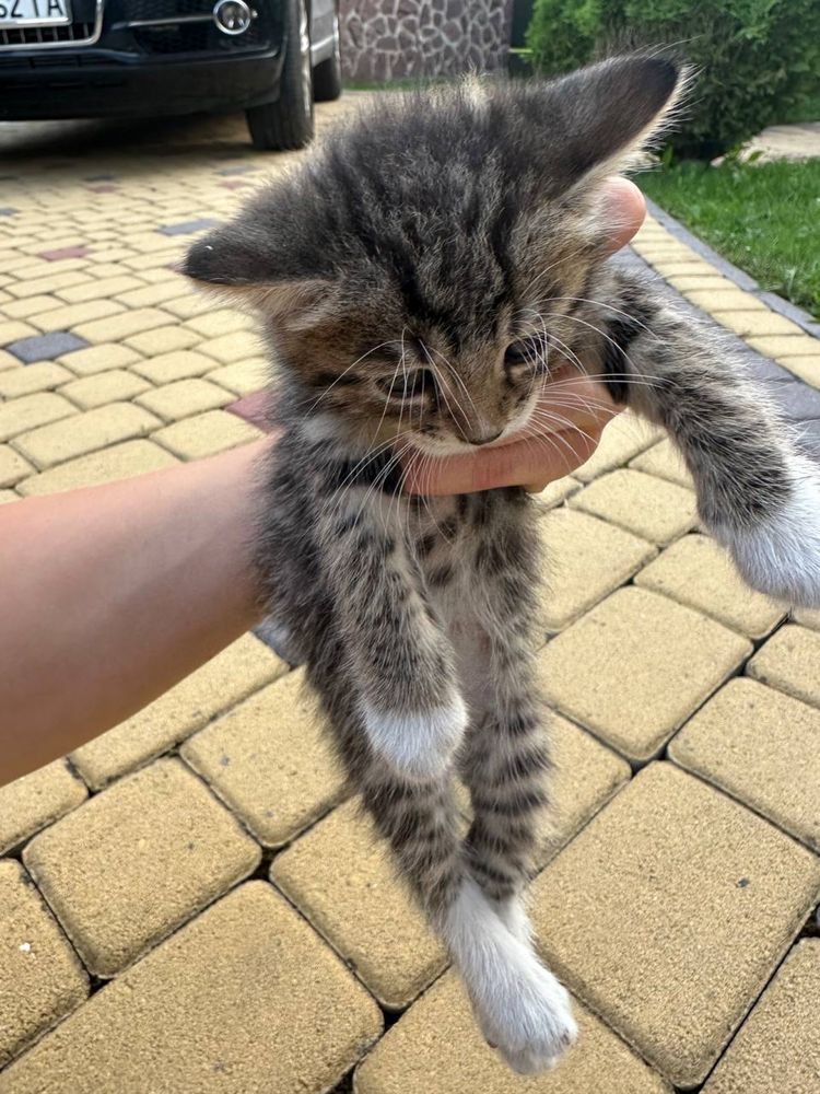 Віддам котиків в добрі руки