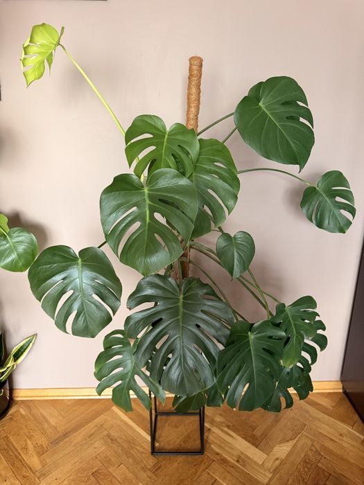 Monstera z dobiczką