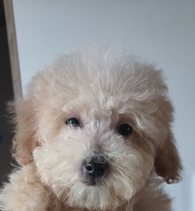 Bichpoo/ poochon