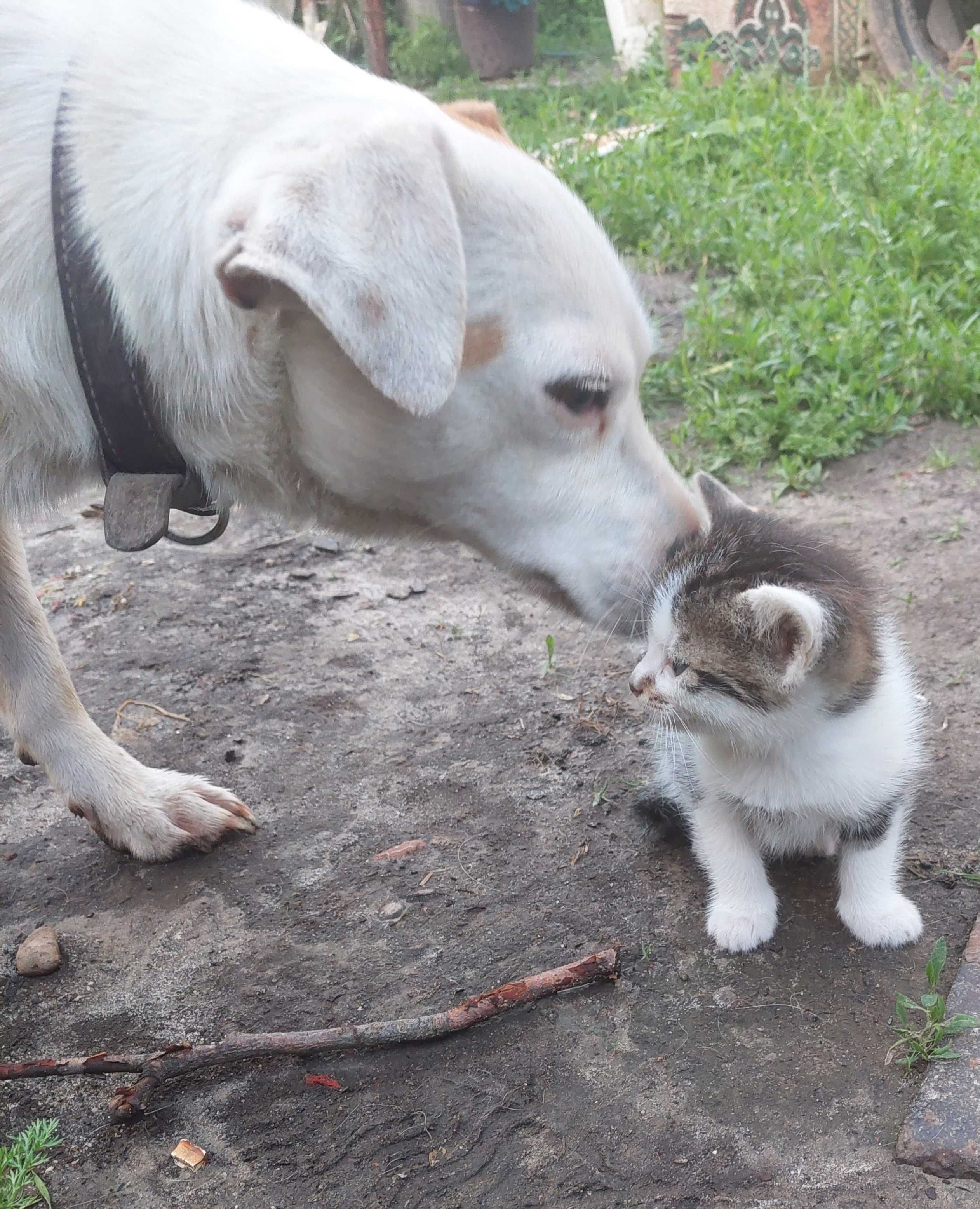 Кіт, киця, котики, кошенята