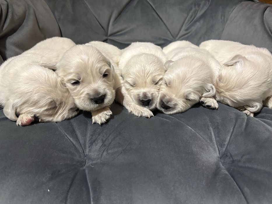 Pies Golden Retriever FCI ZKwP