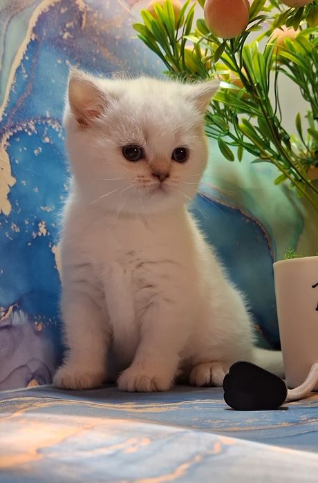 Короткошёрстные шотландские котята