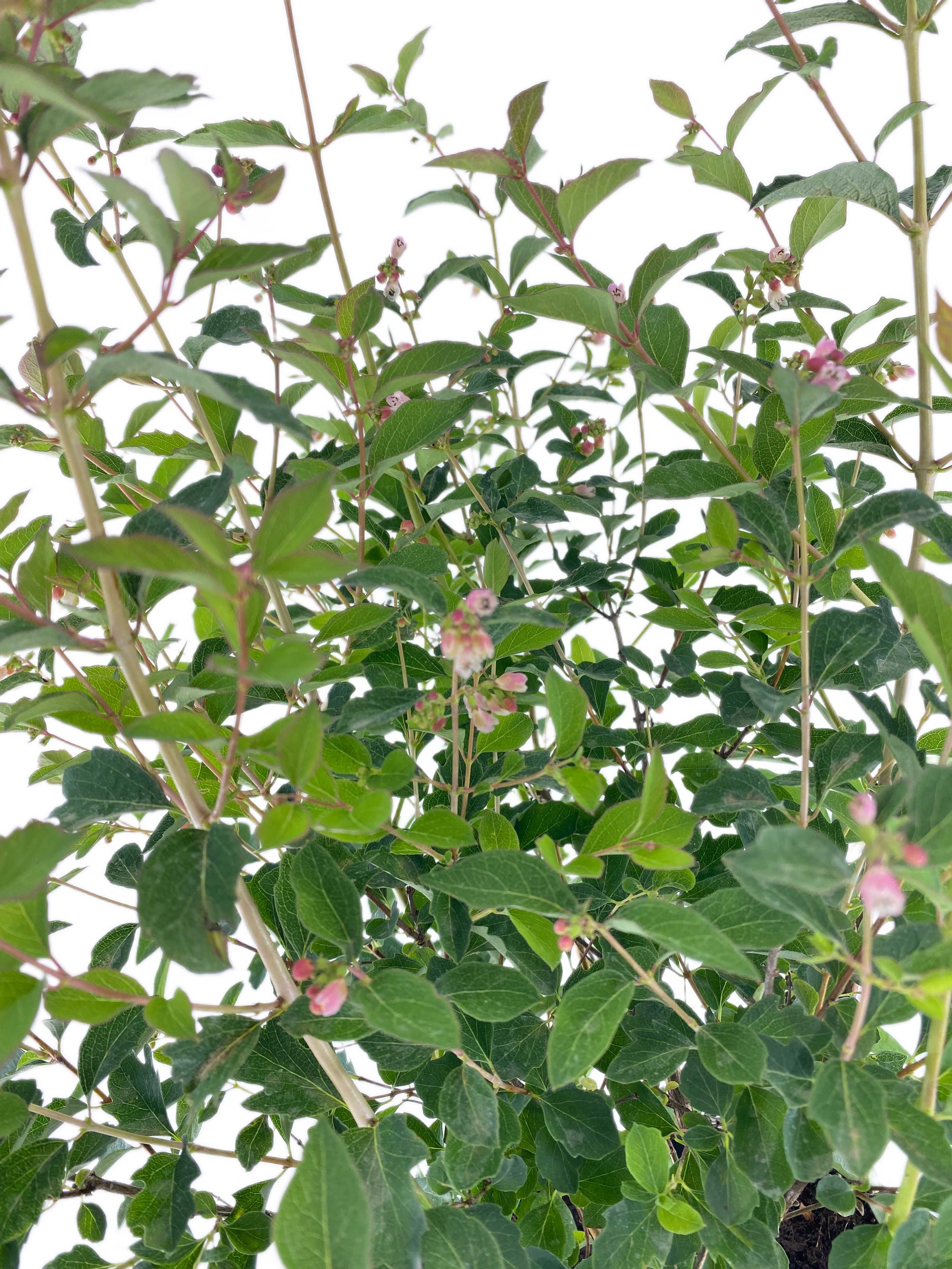 Śnieguliczka Pink Pong 3l