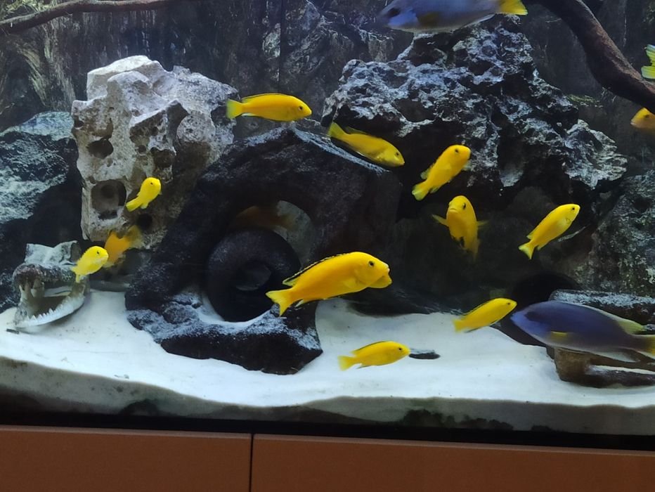 Sprzedam pyszczaki yellow