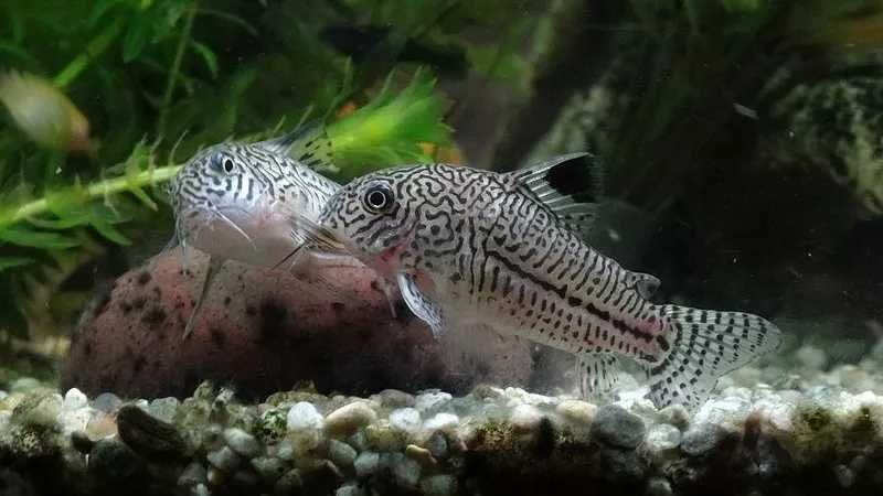 Kirysek lamparci - Kirys nakrapiany - Corydoras julii - dowóz, wysyłka