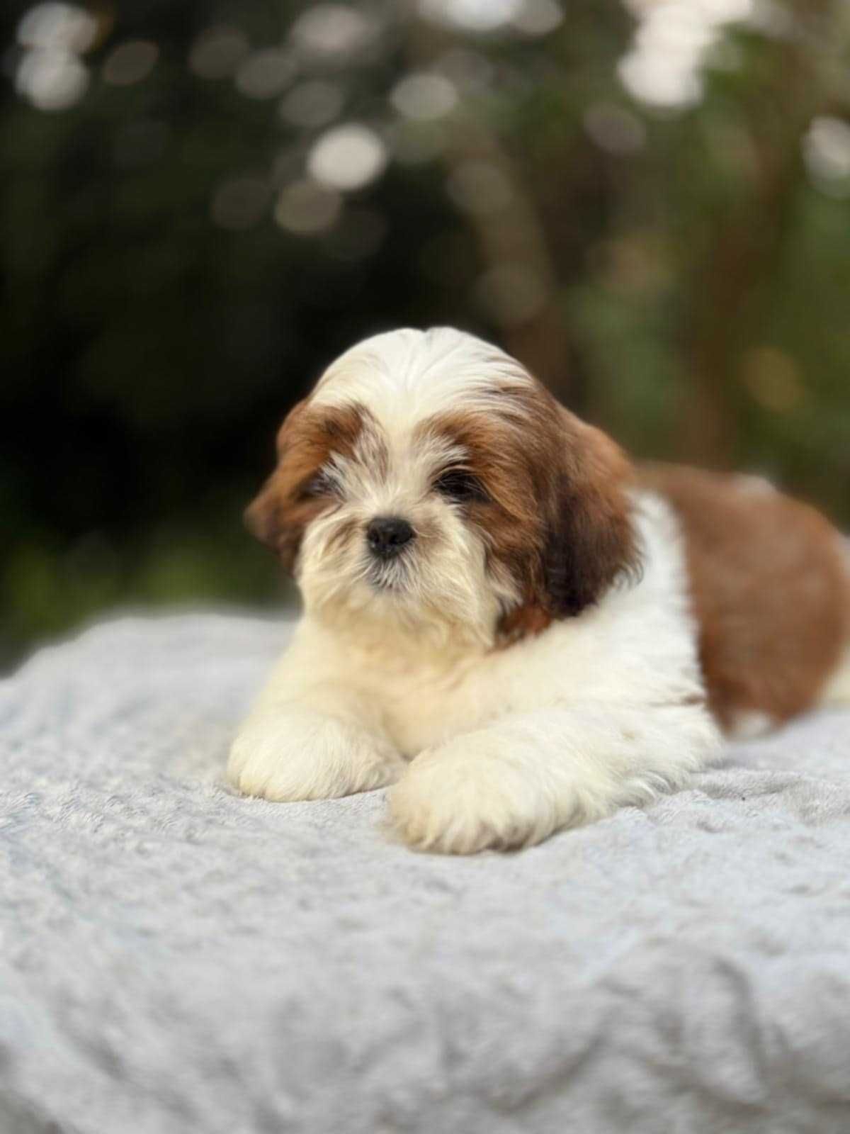 Shih Tzu piesek! GoToWy DO ODbIORU!