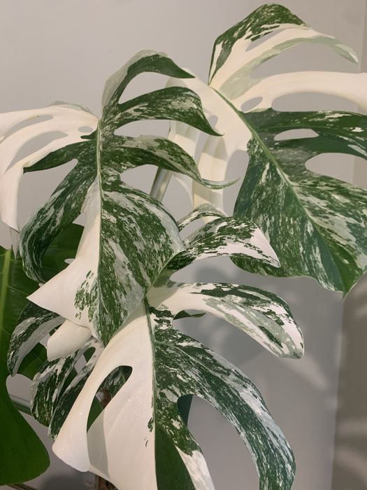 Велика монстера Альба та Тайське Сузіря