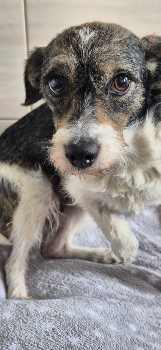 Mała suczka około 6 lat