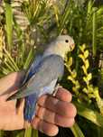 Agapornis domesticado