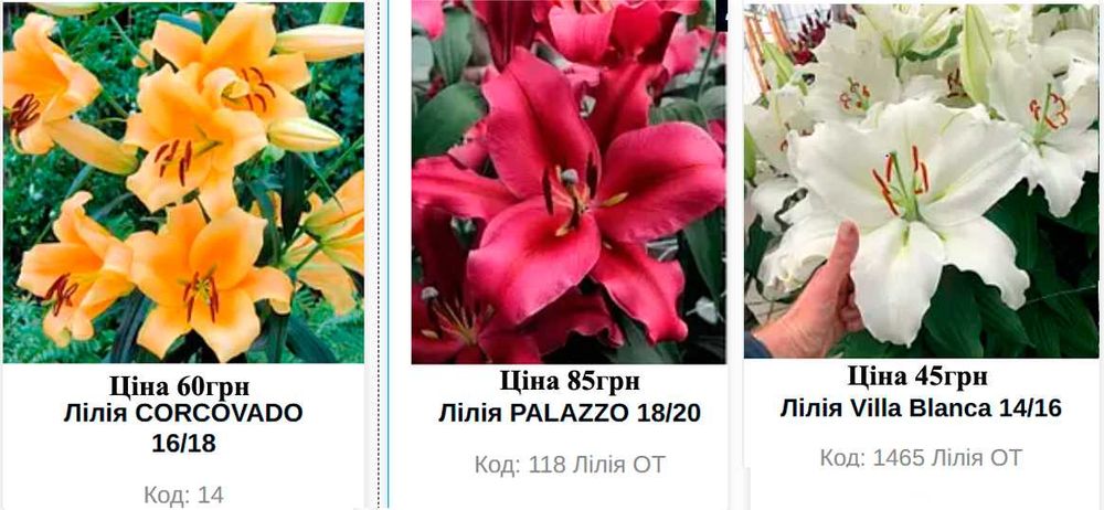 Цибулини лілій ДЕШЕВО, лілії махрові, лілії гібриди, трубчасті лілії