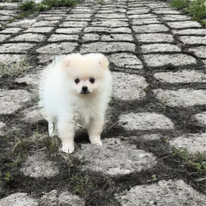 Szpic miniaturowy pomeranian