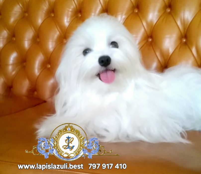 Maltańczyk piesek z kompletem szczepień odbiór na Święta !