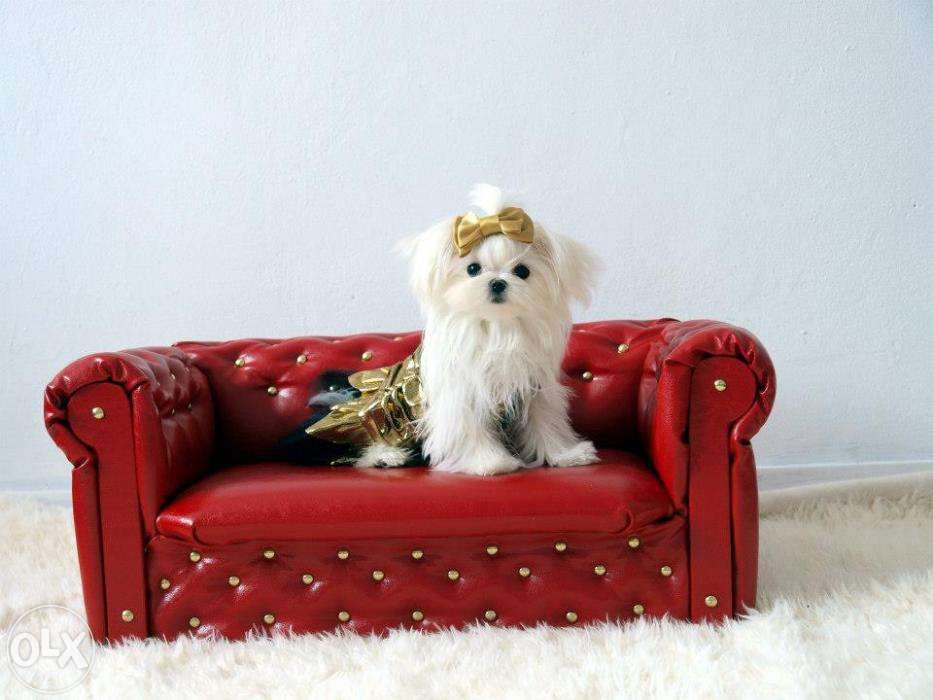 Sofa Chesterfield dla pupila.