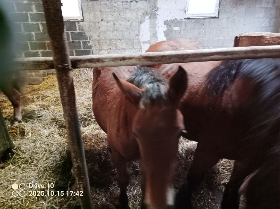 Ogier klacz Źrebaki pkz zimnokrwiste