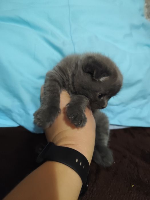 Кошеня мама веслоуха шотландка