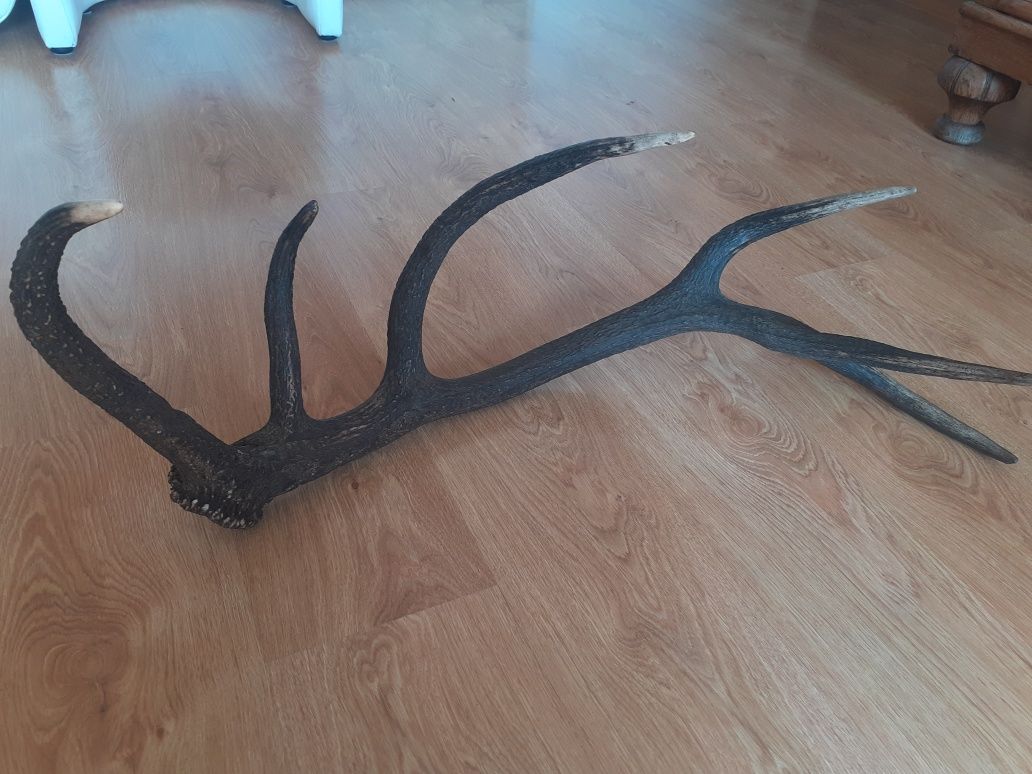 Świeża tyka jelenia 12-stak poroże 2.6kg