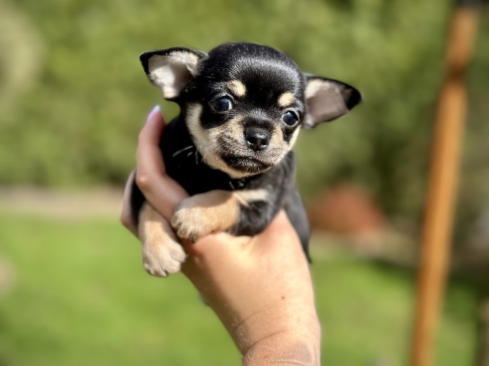 Chihuahua krótkowłosy PIESEK tricolor