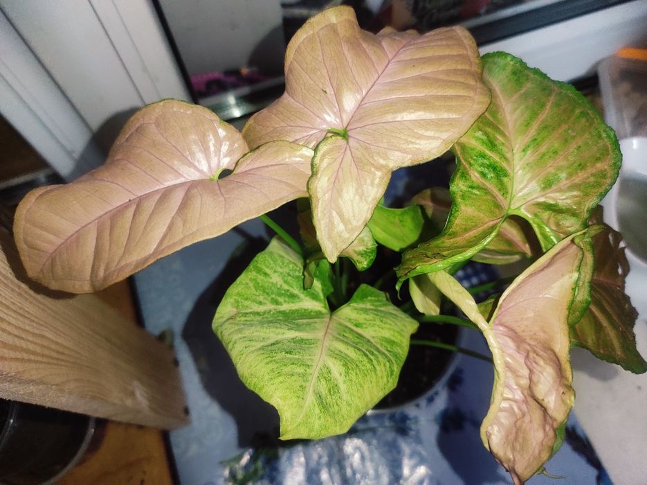 Syngonium Strawberry cream/Сингониум Клубничный крем