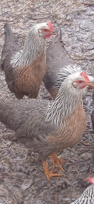 Італійський легорн срібний.Півень.