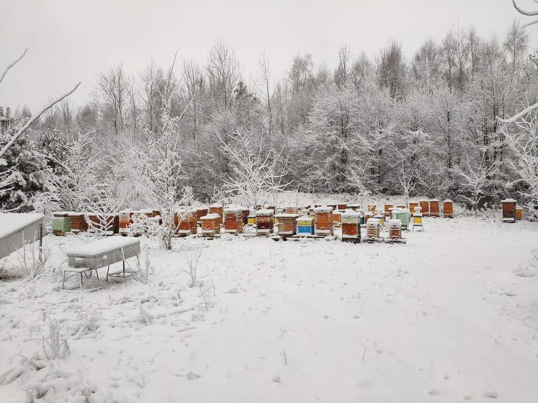 Miód lipowy, akacjowy, wielokwiatowy, rzepakowy Pasieka Słodka Natura