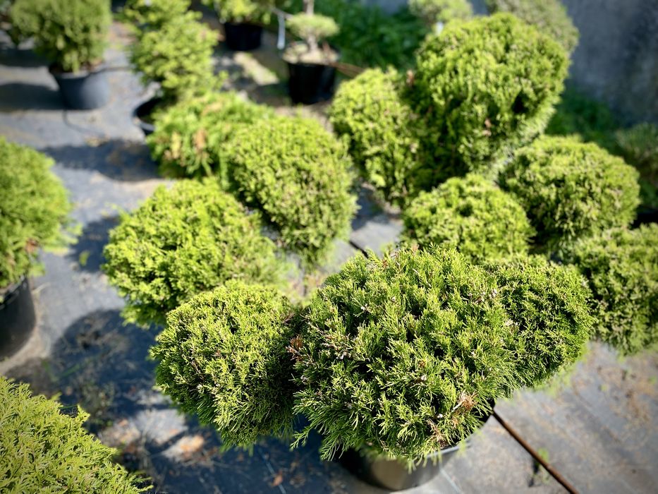Bonsai Rosliny Formowane