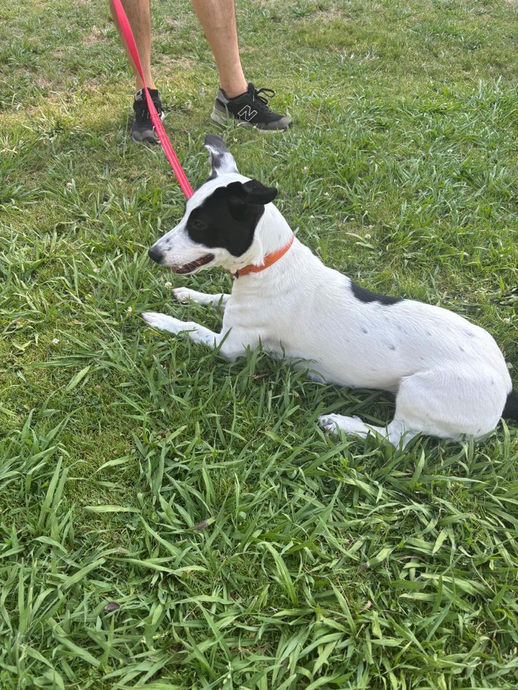 Clarice – 9 meses, cheia de energia (Labrador x Jack Russell)