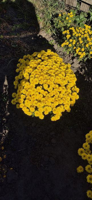 Хризантеми мультифлора