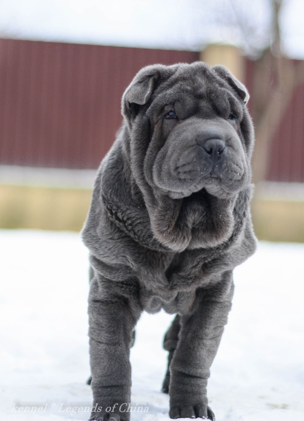 Цуценята Shar Pei