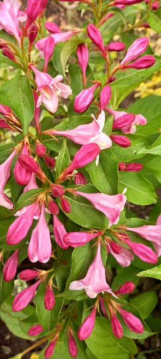 Вейгела  хоста бересклет гібіскуси гейхери пухироплідник калинолистий