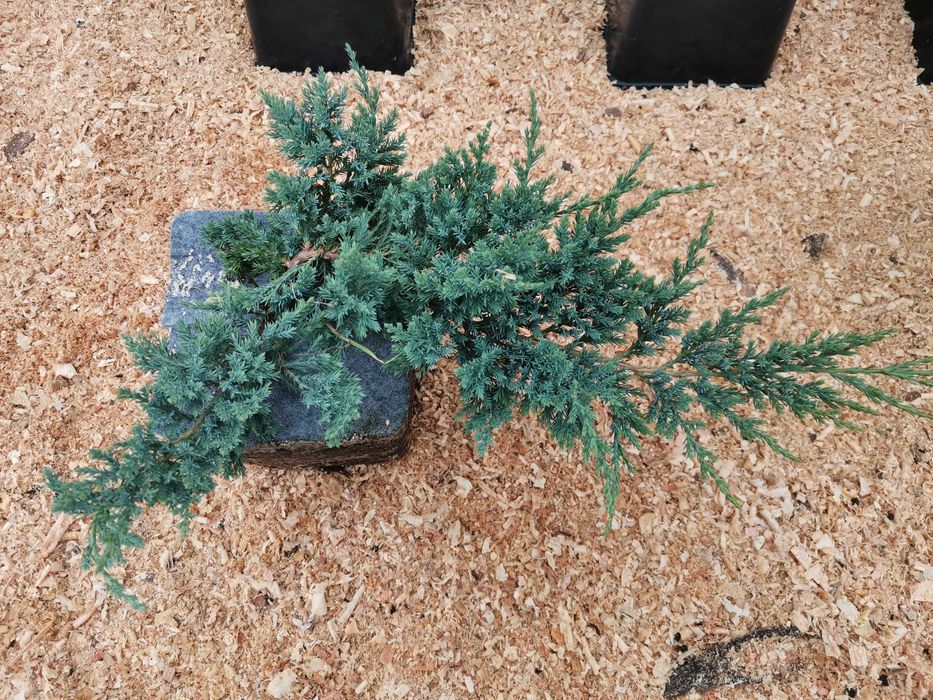 Jałowiec Płożący Blue Chip duży niebieski 40cm 5 letni