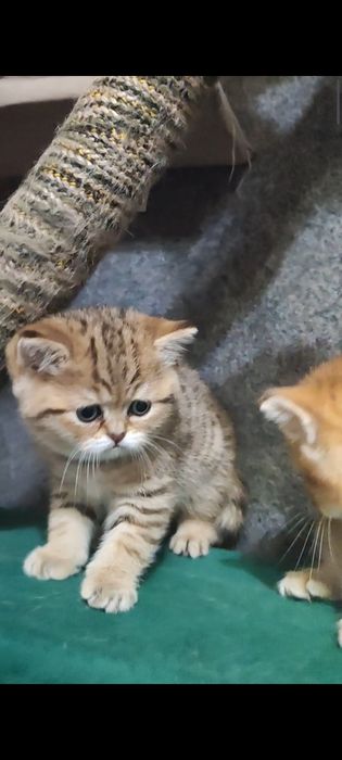 Золоті британчики