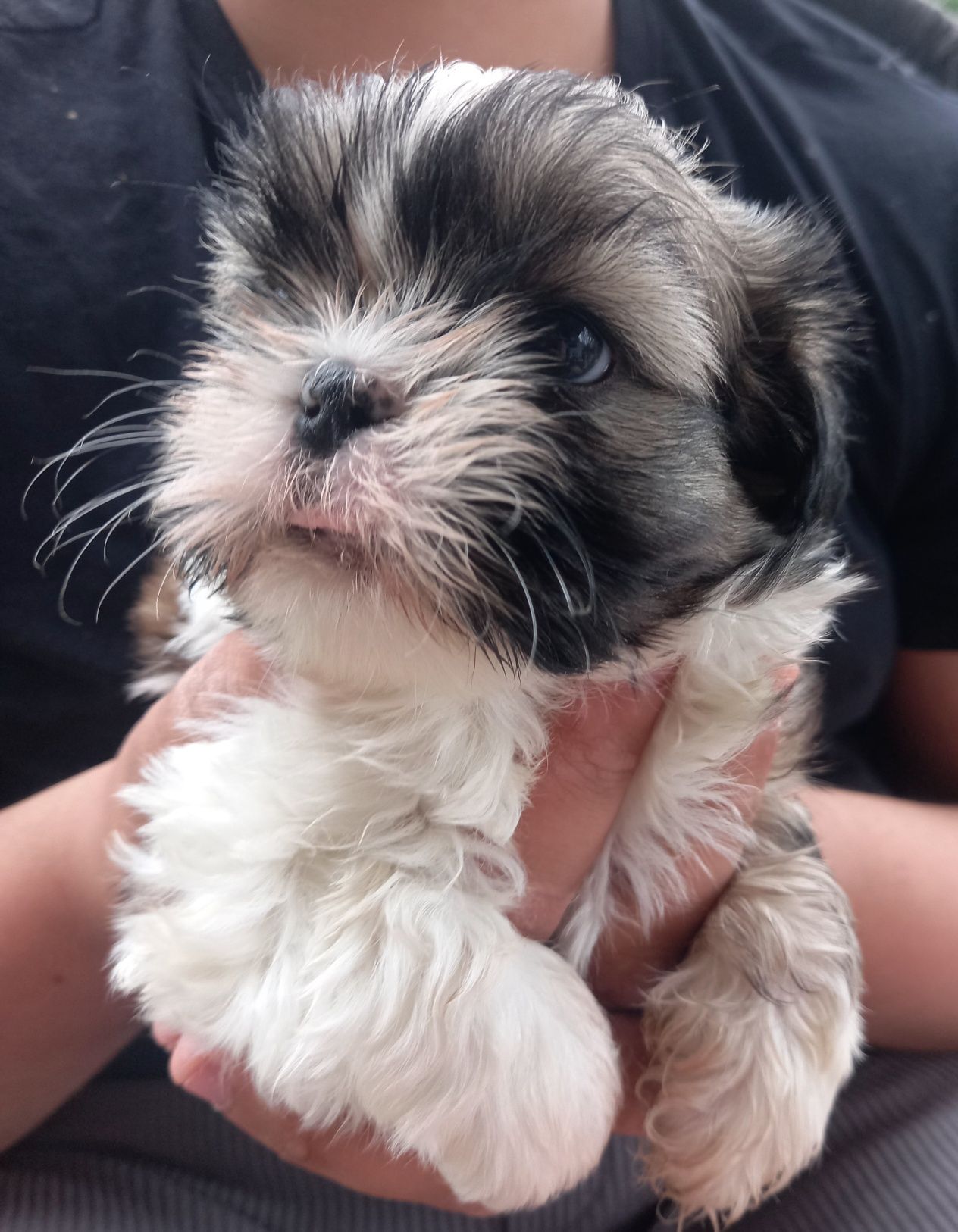 Shih Tzu szczeniaczek gotowy do odbioru