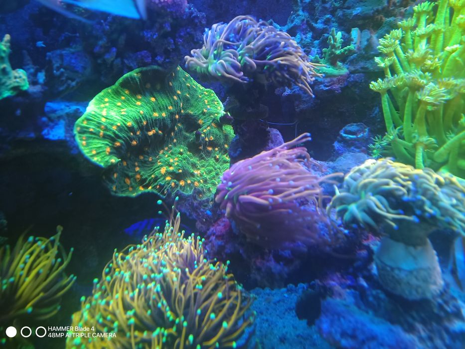 Korale euphyllia akwarium morskie