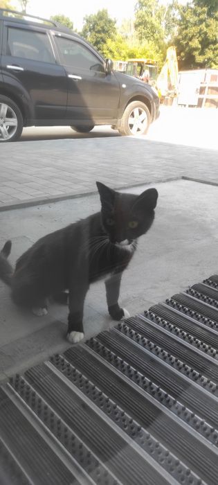 Безкоштовно!!! Кішка шукає люблячю родину!!!