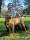 Piękny, wysportowy Pitbull Roki czeka na dom