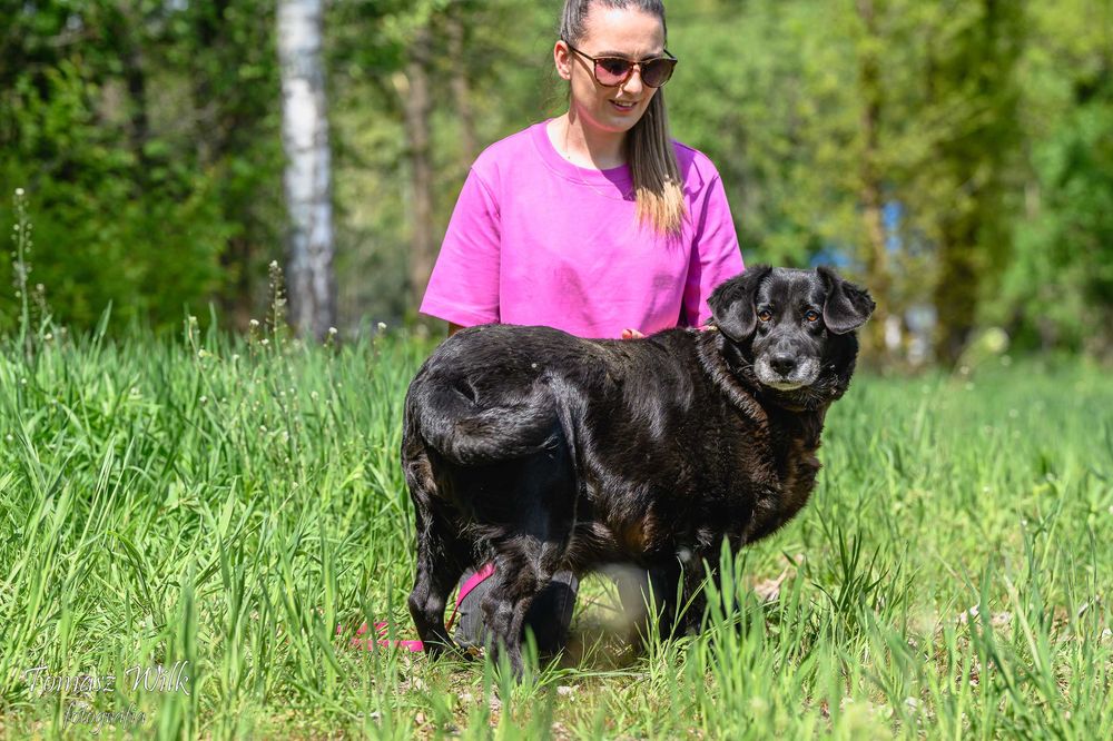 Sunia w typie labrdora szuka domu!
