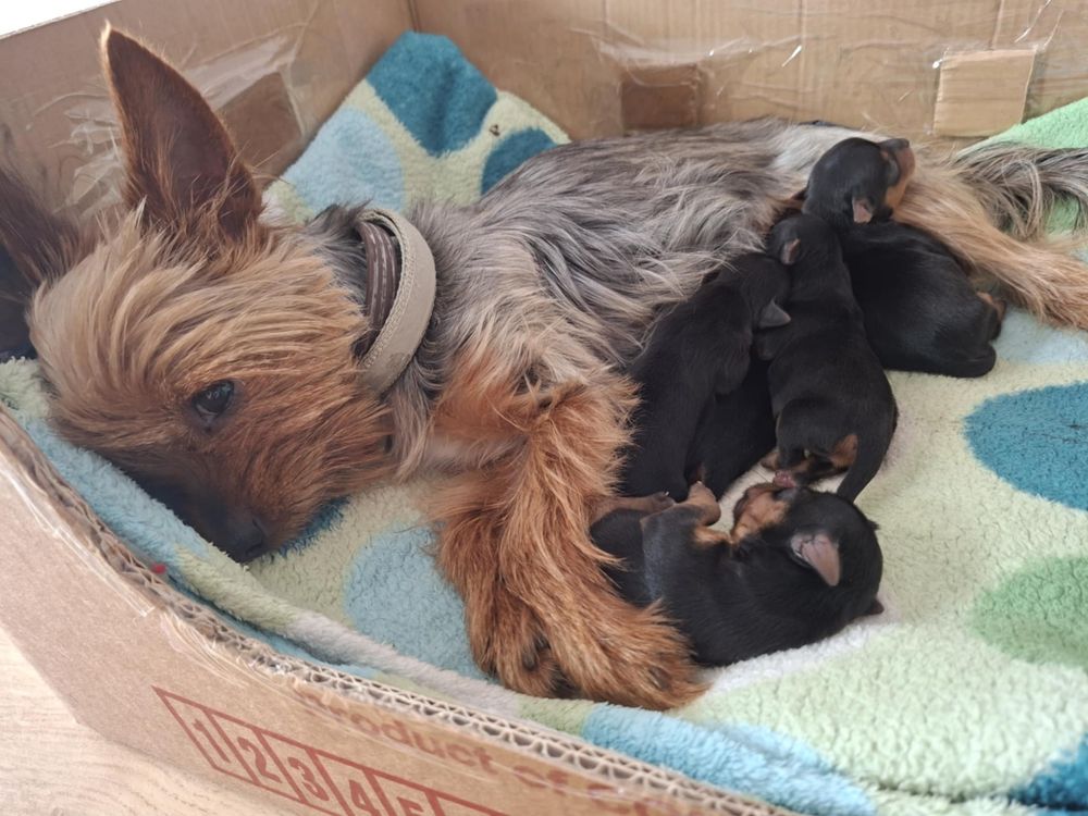 Yorkshire terrier rezerwacja