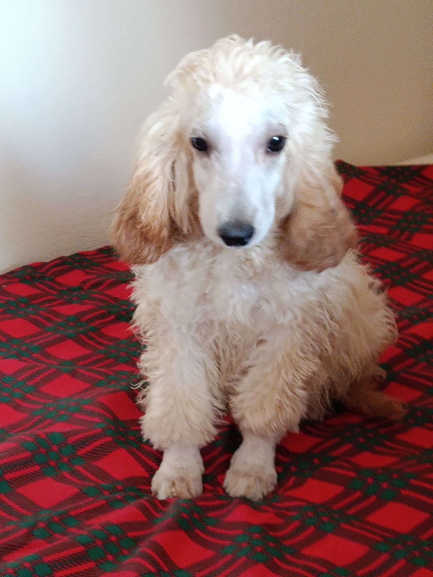 Cockapoo Piękny Chłopczyk