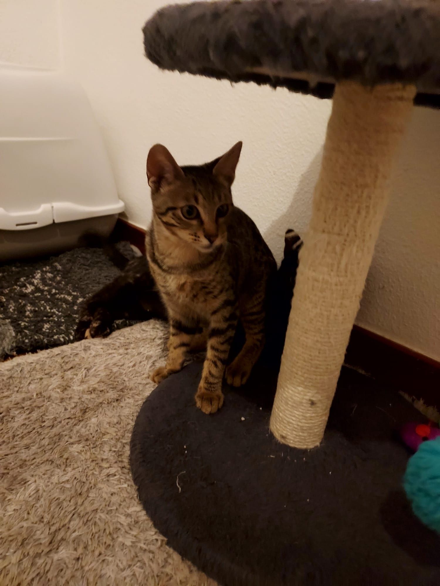 Gatinha 4 meses para adoção