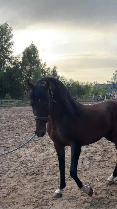 Ogier arabski szuka swojego człowieka