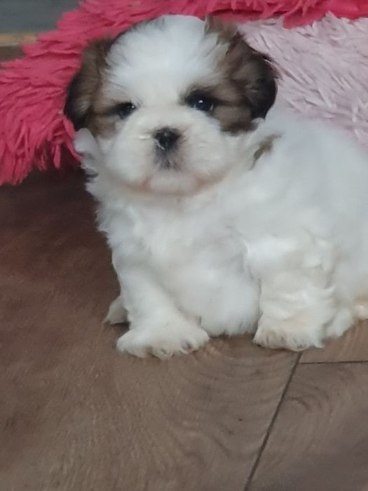 Shih tzu ,/Urocze clppaki