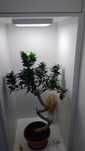 Fikus Bonsai, drzewko bonzai