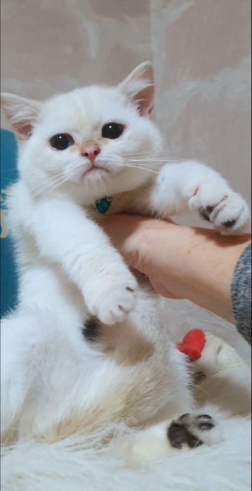 Золота шиншила пойнт ny1233