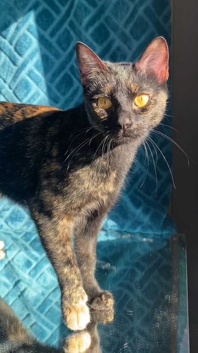 ESTERILIZADA | Gata juvenil e muito dócil disponível para adoção