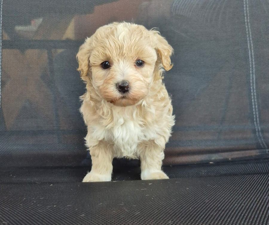 Śliczna Suczka Maltipoo