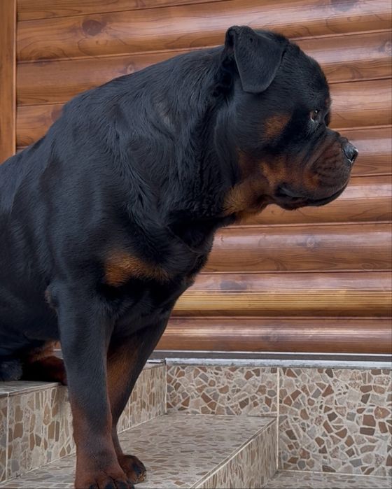 Ротвейлер молодой вязка