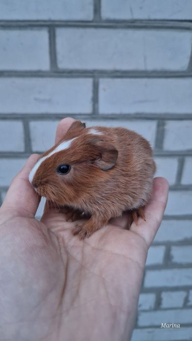 Морські свинки. Кому морську свинку?